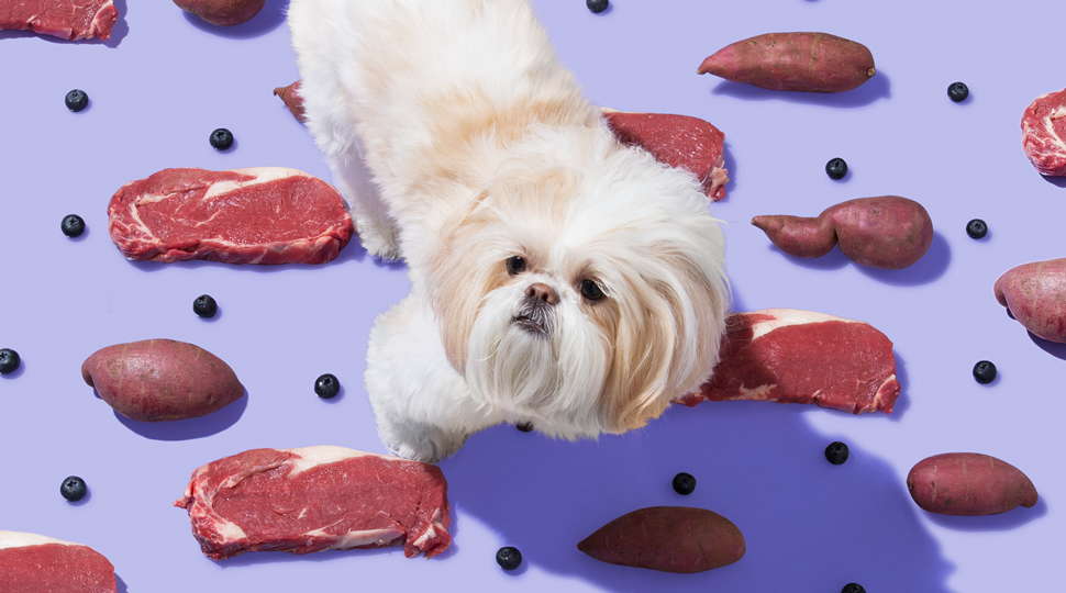 Pet Food Startup Ollie Pets Raises .1 Million