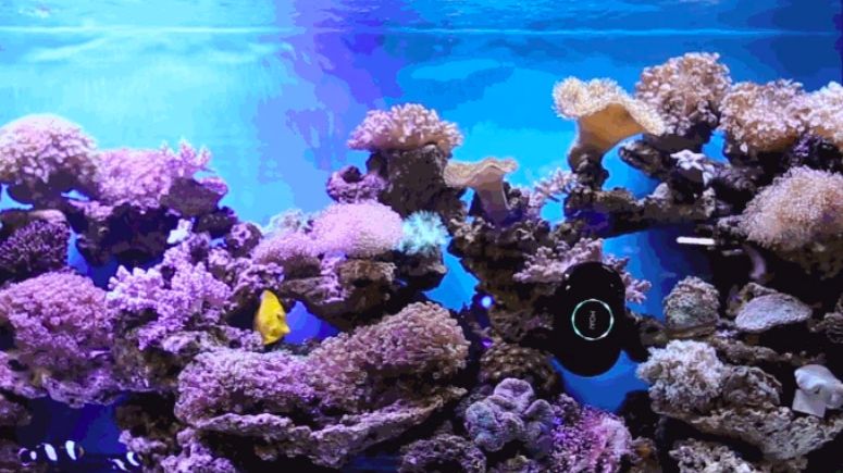 MOAI is an Internet of Things robot that keeps aquariums connected and clean while allowing users to capture and share 24/7 live streaming views with its built-in camera.